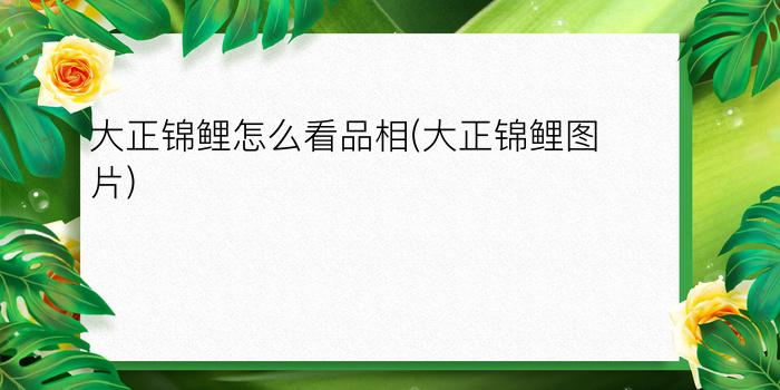 大正锦鲤怎么看品相(大正锦鲤图片)