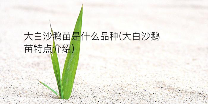 大白沙鹅苗是什么品种(大白沙鹅苗特点介绍)