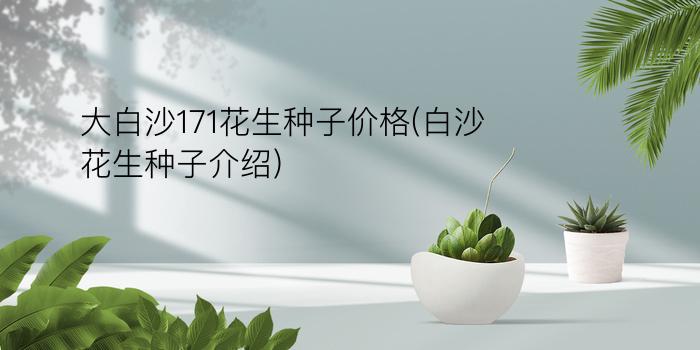 大白沙171花生种子价格(白沙花生种子介绍)