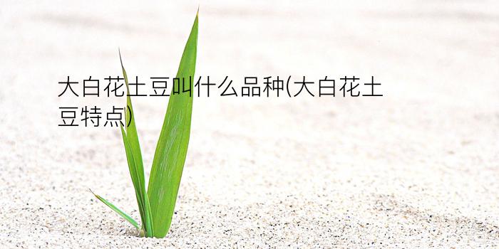 大白花土豆叫什么品种(大白花土豆特点)