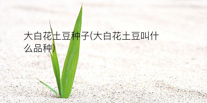 大白花土豆种子(大白花土豆叫什么品种)