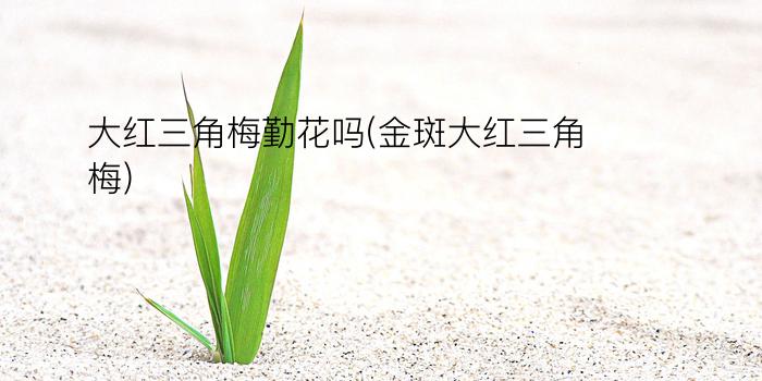 大红三角梅勤花吗(金斑大红三角梅)