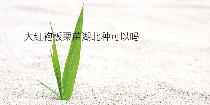 大红袍板栗苗湖北种可以吗