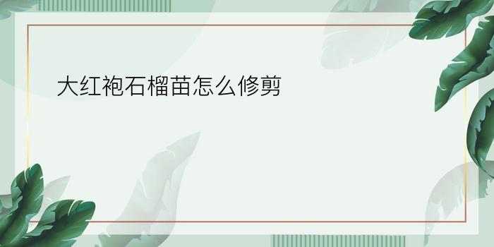 大红袍石榴苗怎么修剪