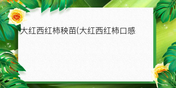 大红西红柿秧苗(大红西红柿口感)