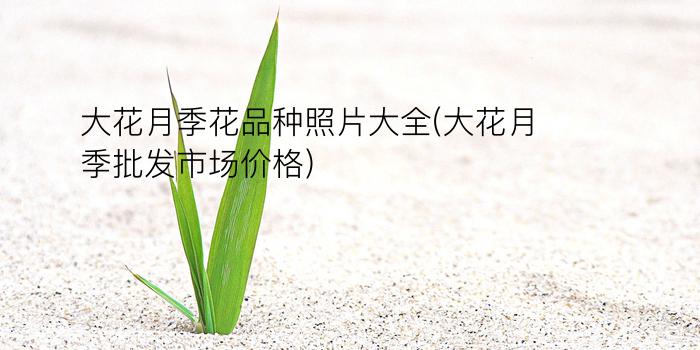 大花月季花品种照片大全(大花月季批发市场价格)