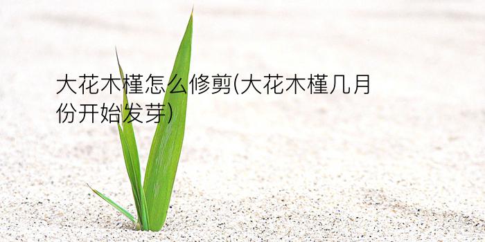 大花木槿怎么修剪(大花木槿几月份开始发芽)