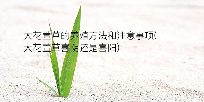 大花萱草的养殖方法和注意事项(大花萱草喜阴还是喜阳)