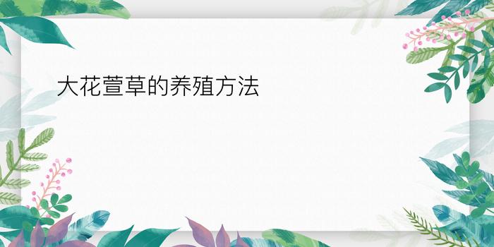 大花萱草的养殖方法