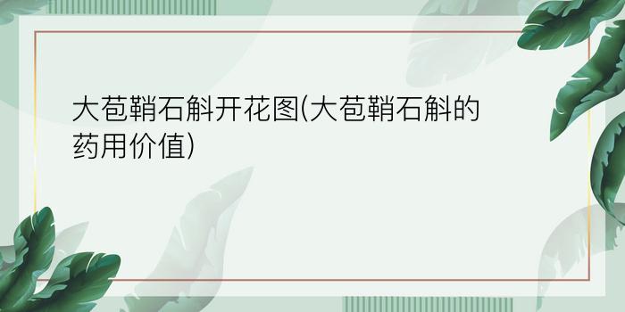 大苞鞘石斛开花图(大苞鞘石斛的药用价值)