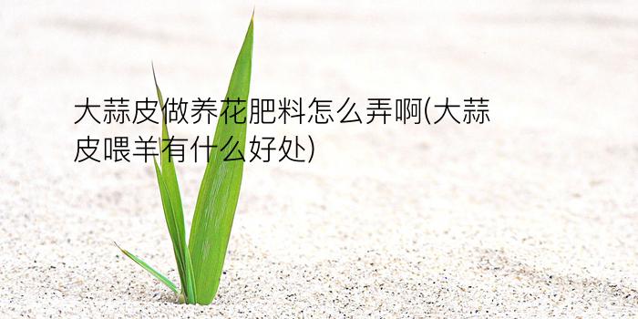 大蒜皮做养花肥料怎么弄啊(大蒜皮喂羊有什么好处)