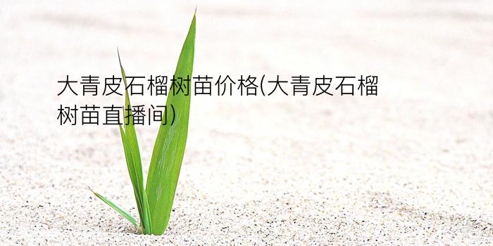 大青皮石榴树苗价格(大青皮石榴树苗直播间)