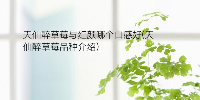 天仙醉草莓与红颜哪个口感好(天仙醉草莓品种介绍)