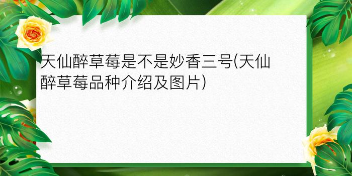 天仙醉草莓是不是妙香三号(天仙醉草莓品种介绍及图片)