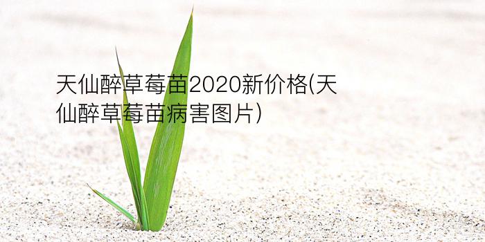 天仙醉草莓苗2020新价格(天仙醉草莓苗病害图片)