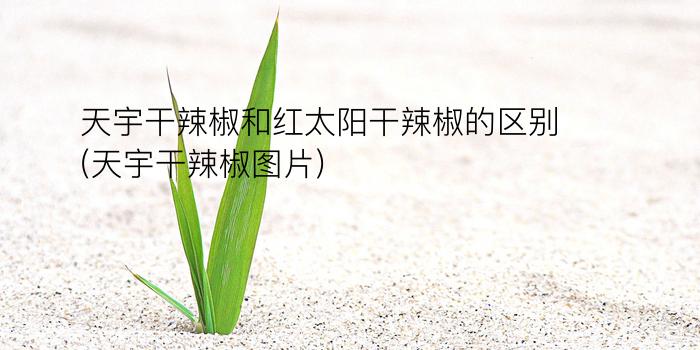 天宇干辣椒和红太阳干辣椒的区别(天宇干辣椒图片)