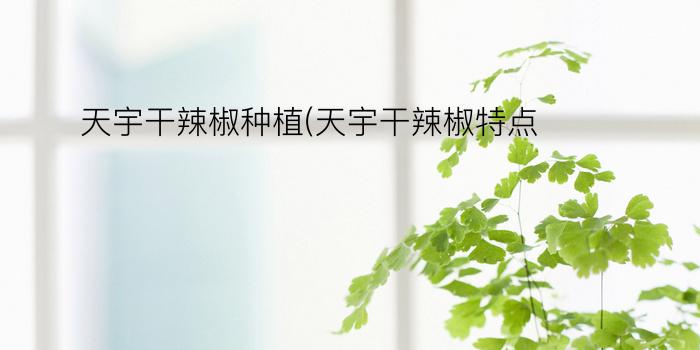 天宇干辣椒种植(天宇干辣椒特点)