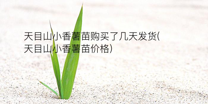 天目山小香薯苗购买了几天发货(天目山小香薯苗价格)