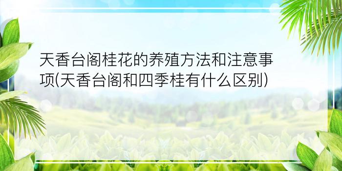 天香台阁桂花的养殖方法和注意事项(天香台阁和四季桂有什么区别)