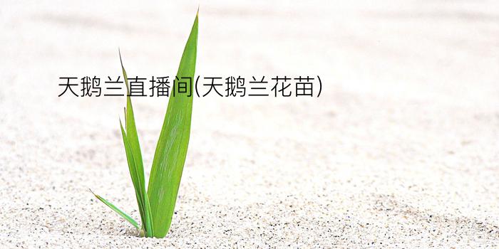 天鹅兰直播间(天鹅兰花苗)