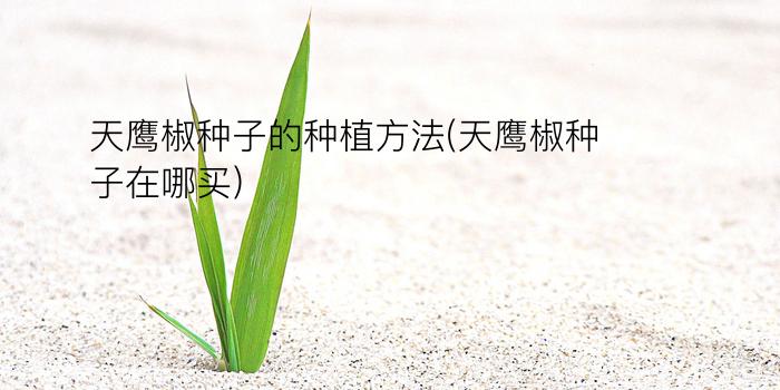 天鹰椒种子的种植方法(天鹰椒种子在哪买)