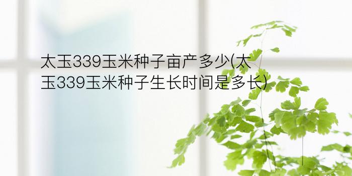 太玉339玉米种子亩产多少(太玉339玉米种子生长时间是多长)