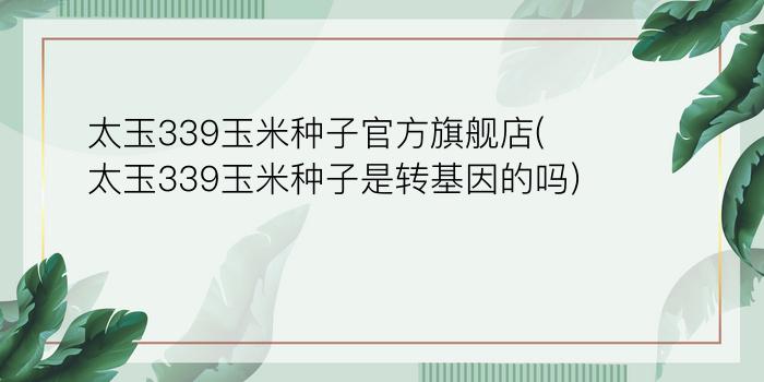 太玉339玉米种子官方旗舰店(太玉339玉米种子是转基因的吗)