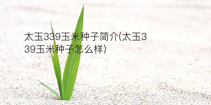 太玉339玉米种子简介(太玉339玉米种子怎么样)