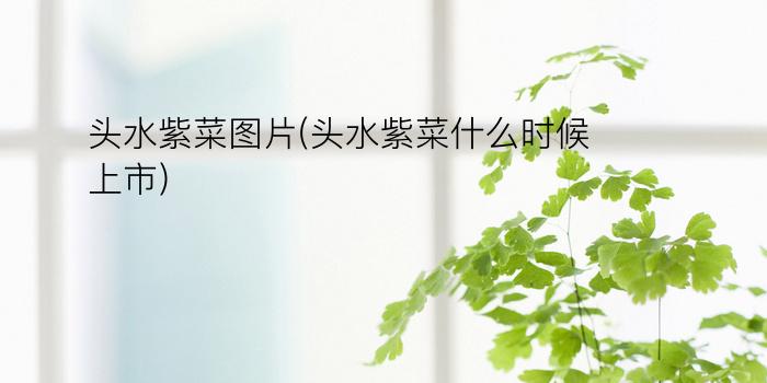 头水紫菜图片(头水紫菜什么时候上市)