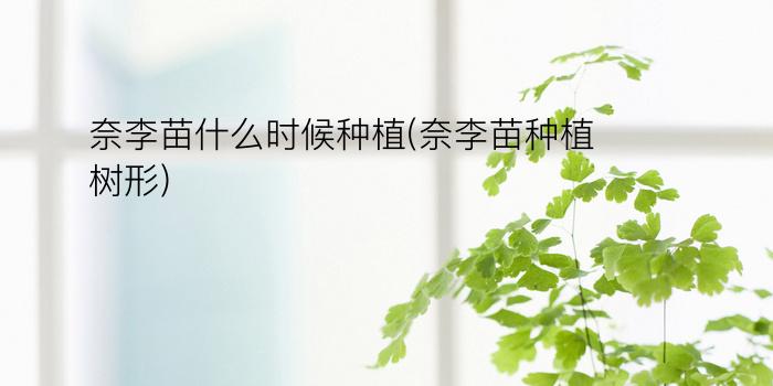 奈李苗什么时候种植(奈李苗种植树形)