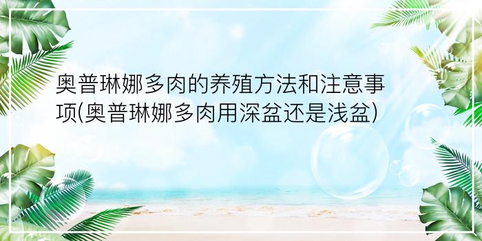 奥普琳娜多肉的养殖方法和注意事项(奥普琳娜多肉用深盆还是浅盆)