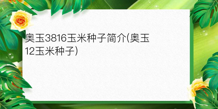 奥玉3816玉米种子简介(奥玉12玉米种子)