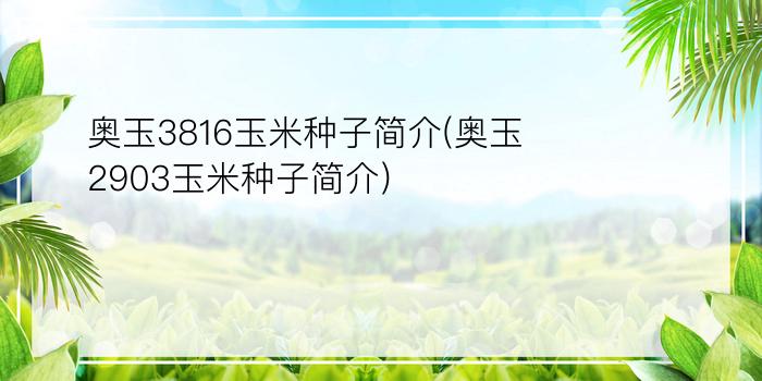 奥玉3816玉米种子简介(奥玉2903玉米种子简介)