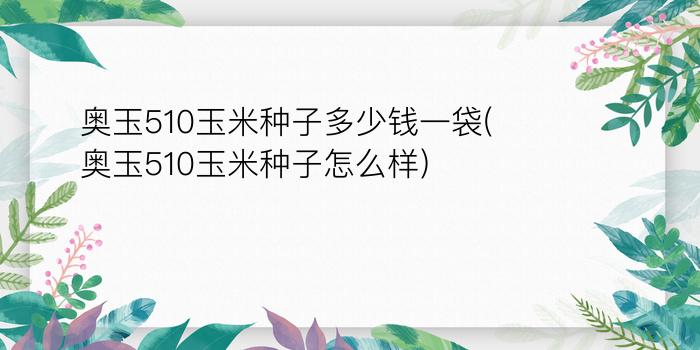 奥玉510玉米种子多少钱一袋(奥玉510玉米种子怎么样)