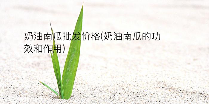 奶油南瓜批发价格(奶油南瓜的功效和作用)