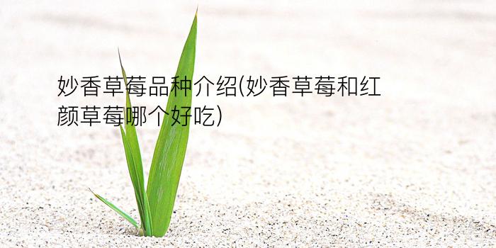 妙香草莓品种介绍(妙香草莓和红颜草莓哪个好吃)