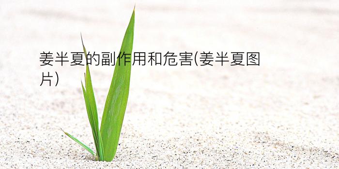 姜半夏的副作用和危害(姜半夏图片)