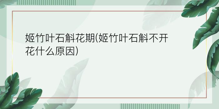 姬竹叶石斛花期(姬竹叶石斛不开花什么原因)