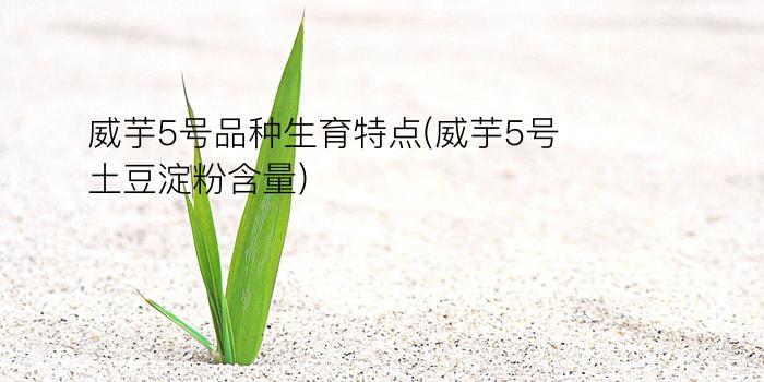 威芋5号品种生育特点(威芋5号土豆淀粉含量)