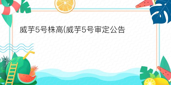 威芋5号株高(威芋5号审定公告)