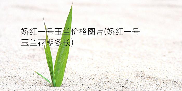 娇红一号玉兰价格图片(娇红一号玉兰花期多长)