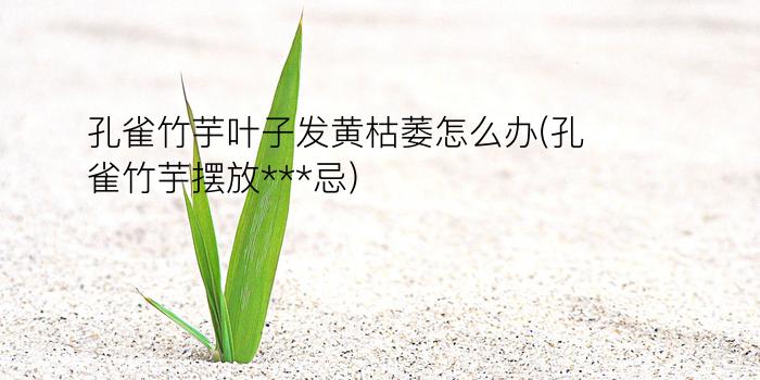 孔雀竹芋叶子发黄枯萎怎么办(孔雀竹芋摆放***忌)