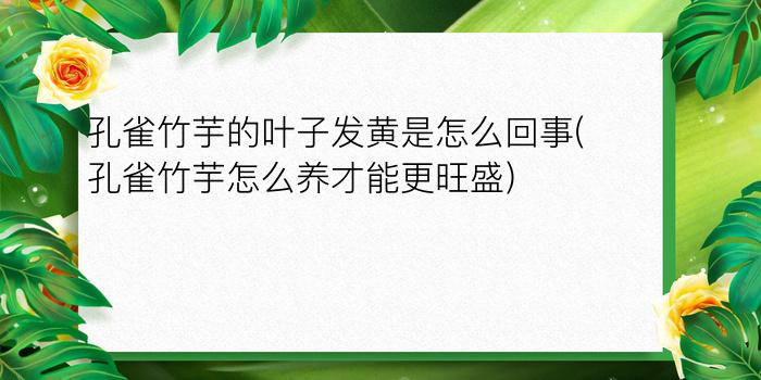 孔雀竹芋的叶子发黄是怎么回事(孔雀竹芋怎么养才能更旺盛)