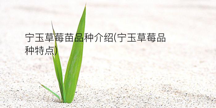 宁玉草莓苗品种介绍(宁玉草莓品种特点)