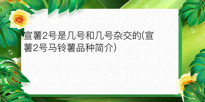 宣薯2号是几号和几号杂交的(宣薯2号马铃薯品种简介)