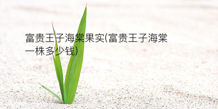 富贵王子海棠果实(富贵王子海棠一株多少钱)