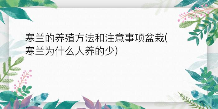 寒兰的养殖方法和注意事项盆栽(寒兰为什么人养的少)