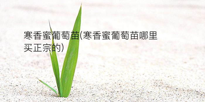 寒香蜜葡萄苗(寒香蜜葡萄苗哪里买正宗的)