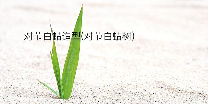 对节白蜡造型(对节白蜡树)