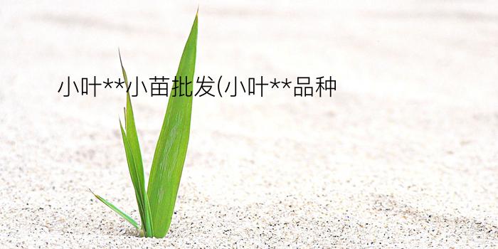 小叶**小苗批发(小叶**品种)